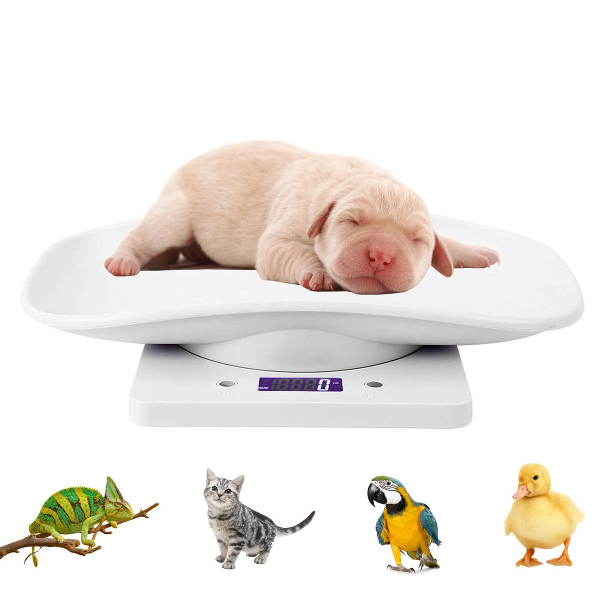 Digital Pet Scale with Tray N791