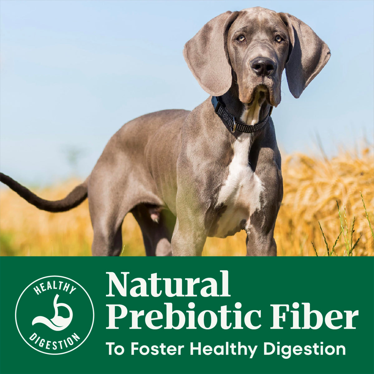 Large Breed Puppy Dry Dog Food Chicken 13 lb D90109